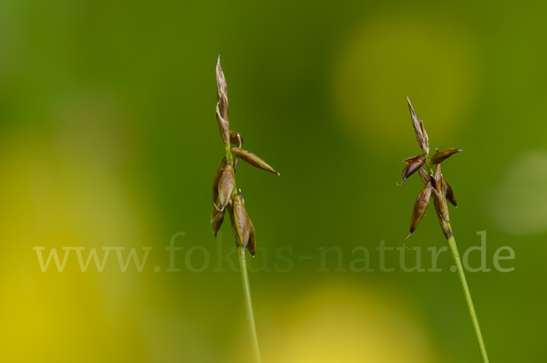 Floh-Segge (Carex pulicaris)