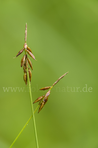 Floh-Segge (Carex pulicaris)