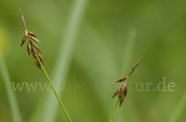 Floh-Segge (Carex pulicaris)