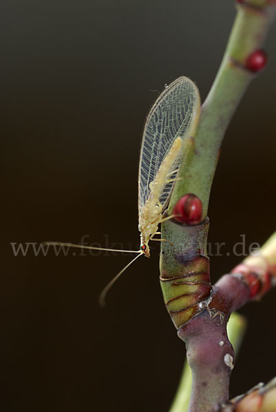 Florfliege spec. (Chrysoperia carnea)