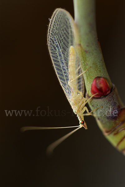 Florfliege spec. (Chrysoperia carnea)