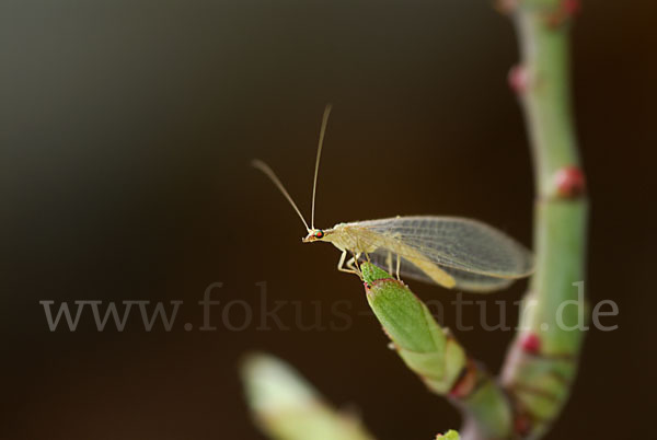 Florfliege spec. (Chrysoperia carnea)