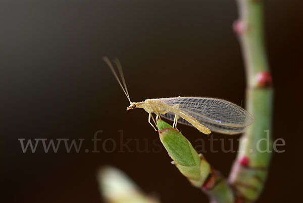 Florfliege spec. (Chrysoperia carnea)