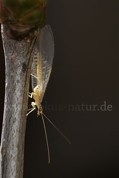 Florfliege spec. (Chrysoperia carnea)