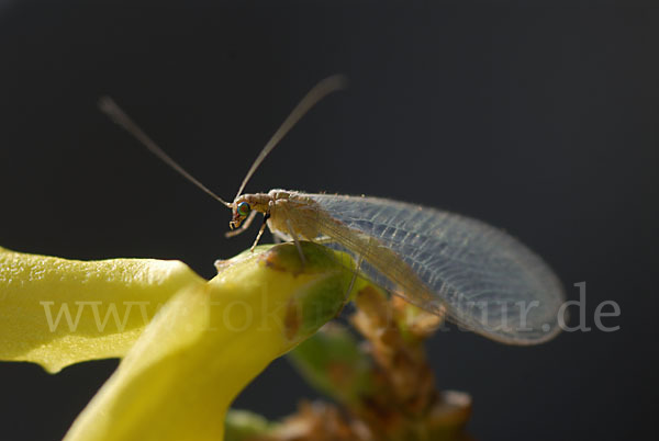 Florfliege spec. (Chrysoperia carnea)