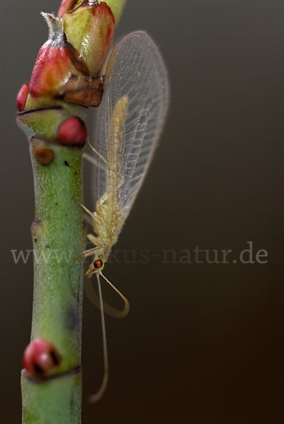 Florfliege spec. (Chrysoperia carnea)