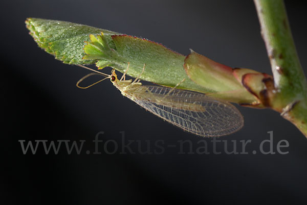 Florfliege spec. (Chrysoperia carnea)