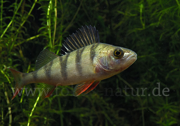 Flußbarsch (Perca fluviatilis)