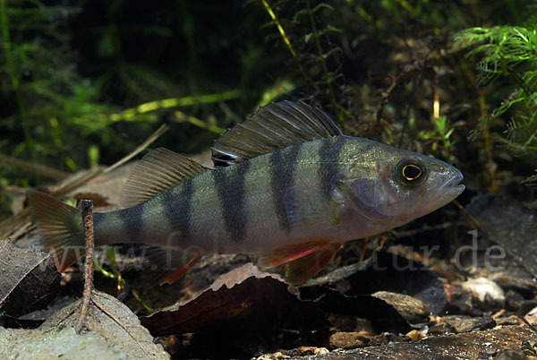 Flußbarsch (Perca fluviatilis)