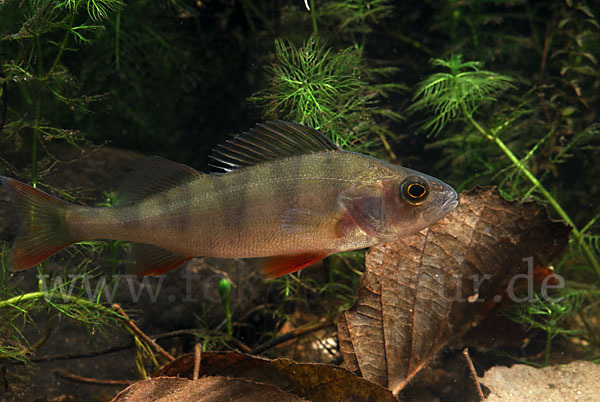 Flußbarsch (Perca fluviatilis)