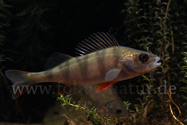 Flußbarsch (Perca fluviatilis)