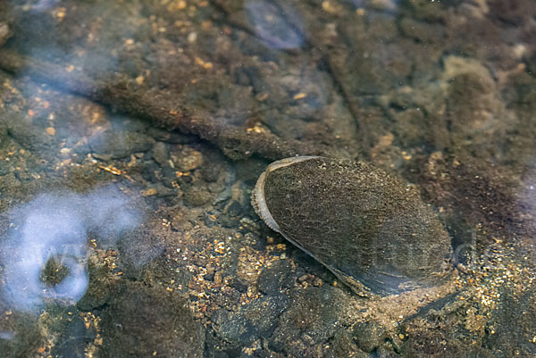 Flußperlmuschel (Margaritifera margaritifera)