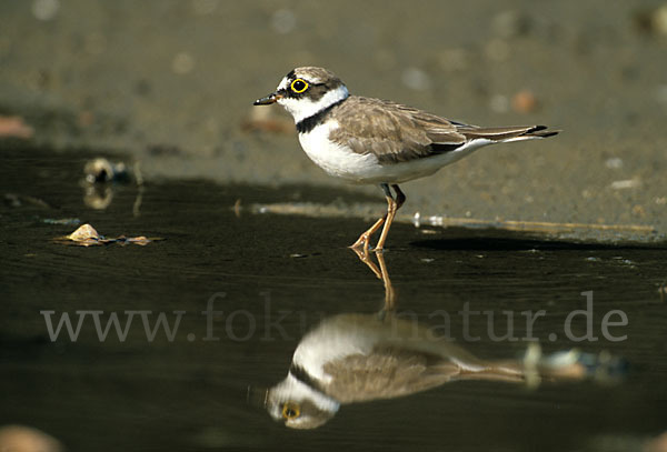 Flußregenpfeifer (Charadrius dubius)