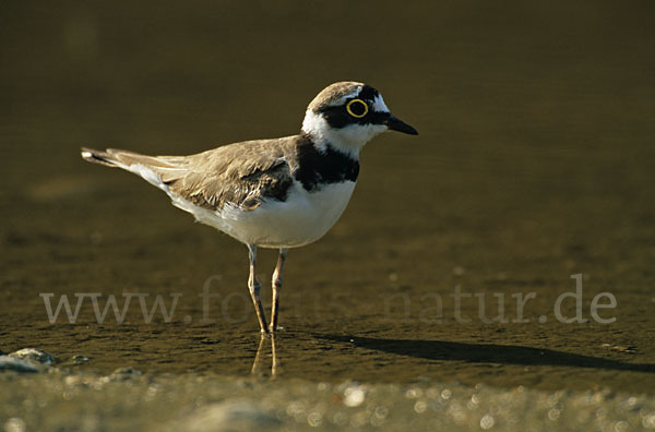 Flußregenpfeifer (Charadrius dubius)