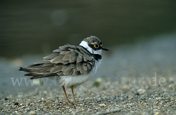 Flußregenpfeifer (Charadrius dubius)