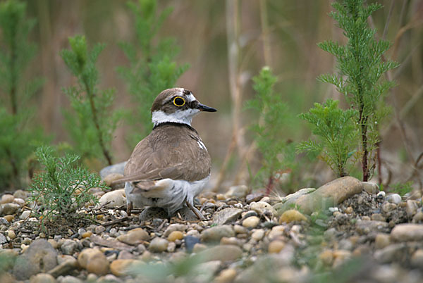 Flußregenpfeifer (Charadrius dubius)