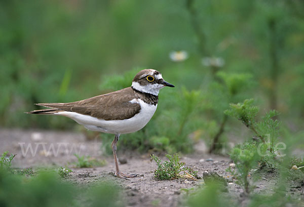 Flußregenpfeifer (Charadrius dubius)