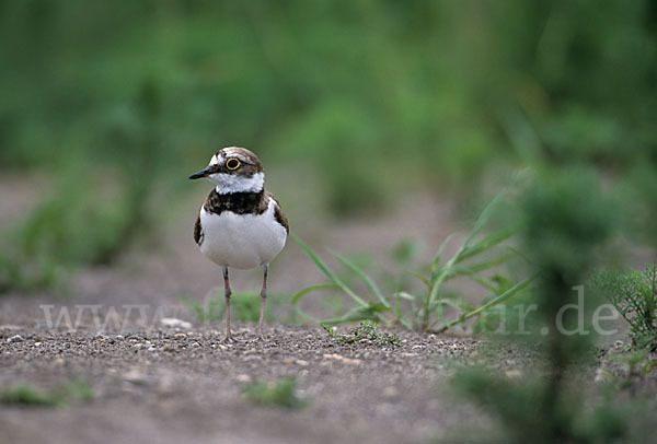 Flußregenpfeifer (Charadrius dubius)