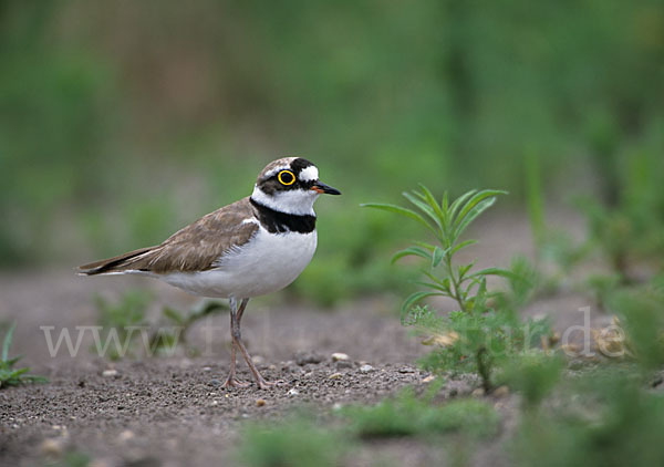 Flußregenpfeifer (Charadrius dubius)