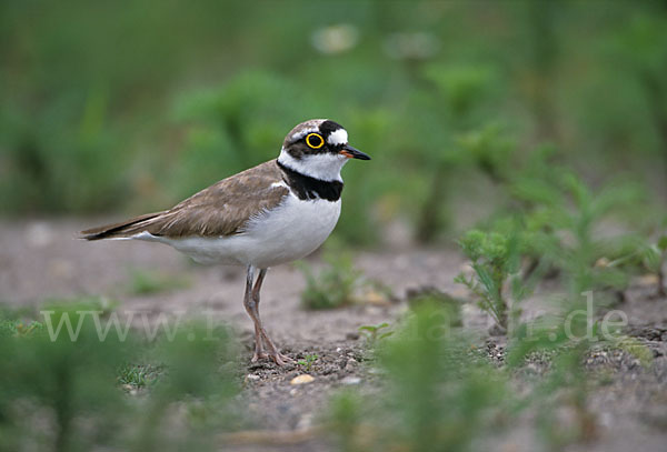 Flußregenpfeifer (Charadrius dubius)