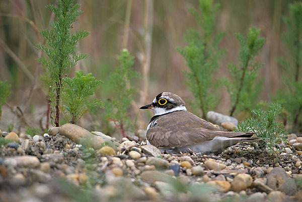 Flußregenpfeifer (Charadrius dubius)