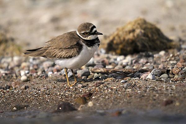 Flußregenpfeifer (Charadrius dubius)