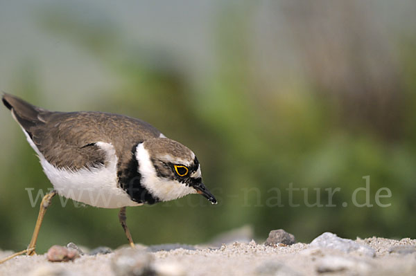 Flußregenpfeifer (Charadrius dubius)