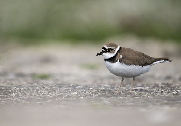 Flußregenpfeifer (Charadrius dubius)