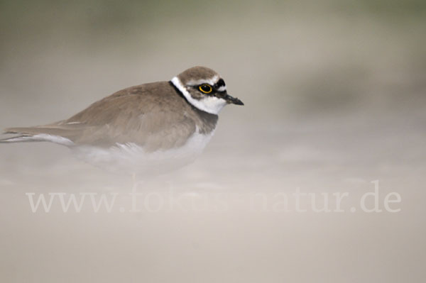 Flußregenpfeifer (Charadrius dubius)