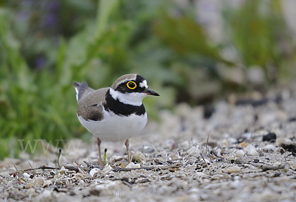 Flußregenpfeifer (Charadrius dubius)