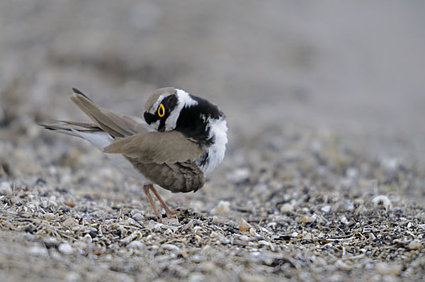 Flußregenpfeifer (Charadrius dubius)