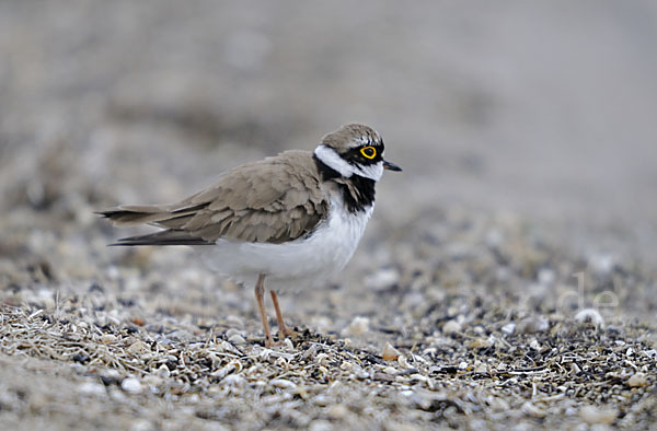 Flußregenpfeifer (Charadrius dubius)