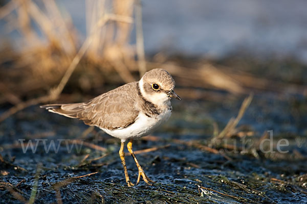 Flußregenpfeifer (Charadrius dubius)