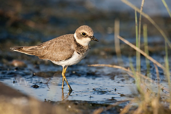 Flußregenpfeifer (Charadrius dubius)