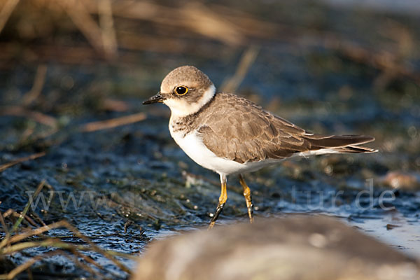 Flußregenpfeifer (Charadrius dubius)