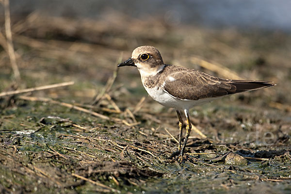 Flußregenpfeifer (Charadrius dubius)