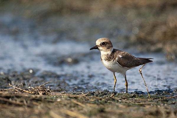 Flußregenpfeifer (Charadrius dubius)