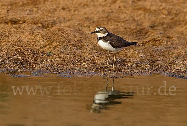 Flußregenpfeifer (Charadrius dubius)