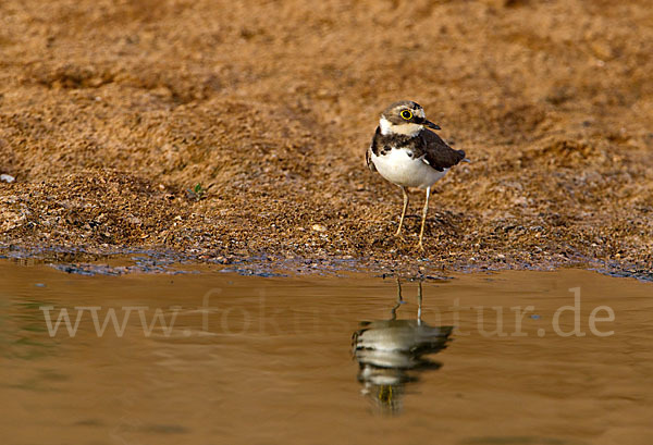 Flußregenpfeifer (Charadrius dubius)