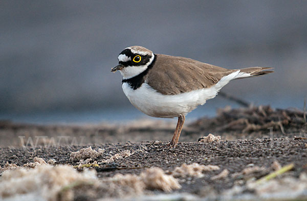 Flußregenpfeifer (Charadrius dubius)