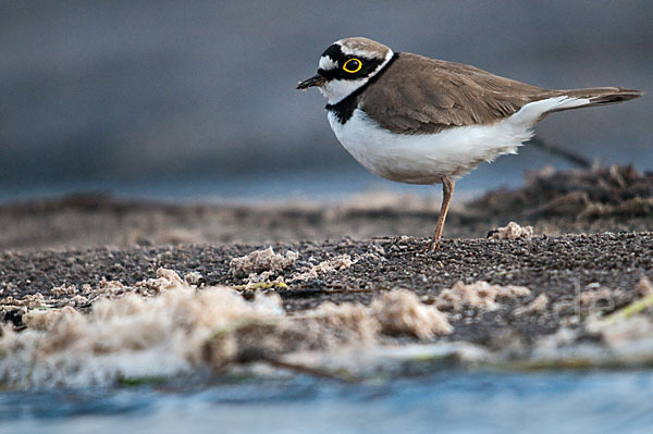 Flußregenpfeifer (Charadrius dubius)