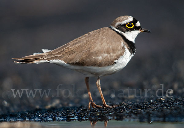 Flußregenpfeifer (Charadrius dubius)