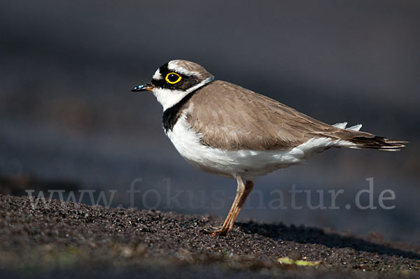 Flußregenpfeifer (Charadrius dubius)