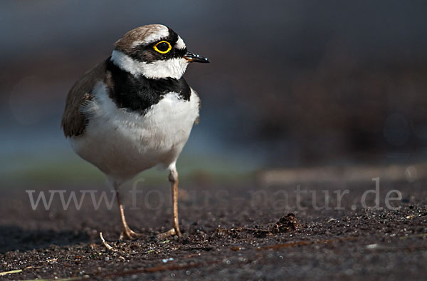 Flußregenpfeifer (Charadrius dubius)