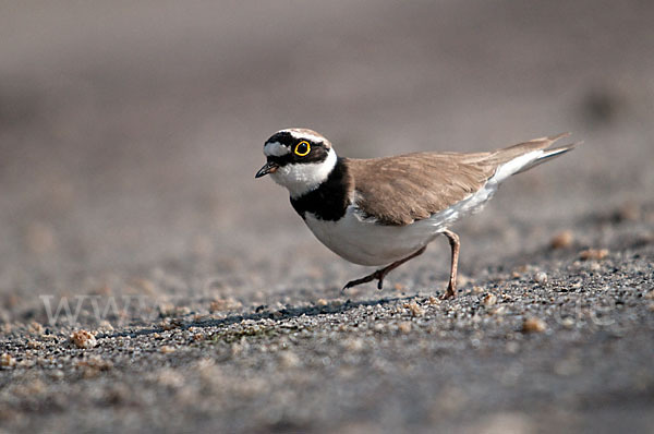 Flußregenpfeifer (Charadrius dubius)