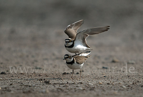 Flußregenpfeifer (Charadrius dubius)