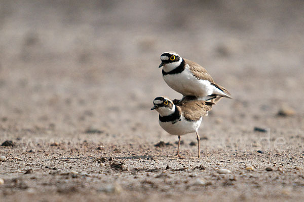 Flußregenpfeifer (Charadrius dubius)