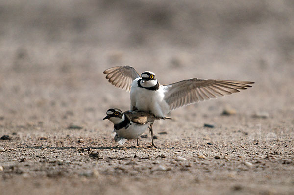 Flußregenpfeifer (Charadrius dubius)