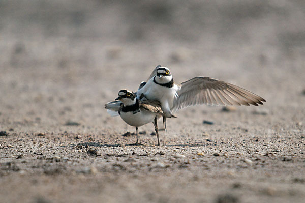 Flußregenpfeifer (Charadrius dubius)