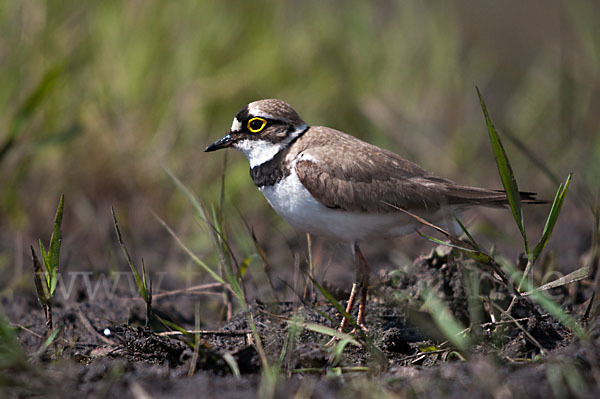 Flußregenpfeifer (Charadrius dubius)